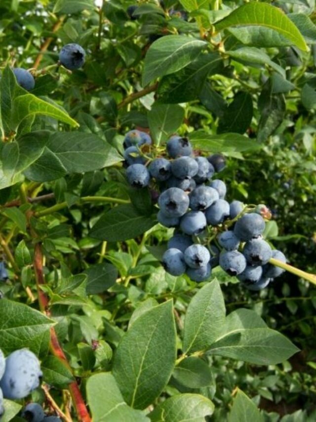 Acidifying Soil To The Correct Ph For Blueberries