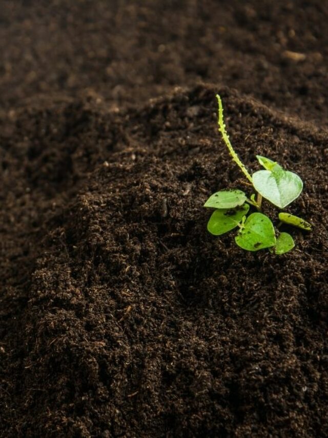 4 Essentials For The Optimal Money Tree Soil