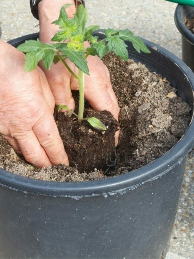 Essential Soil Requirements To Get High Quality Tomatoes And Peppers