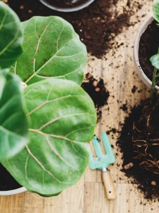 3 Important Components In Fiddle Leaf Fig Soil Mixture