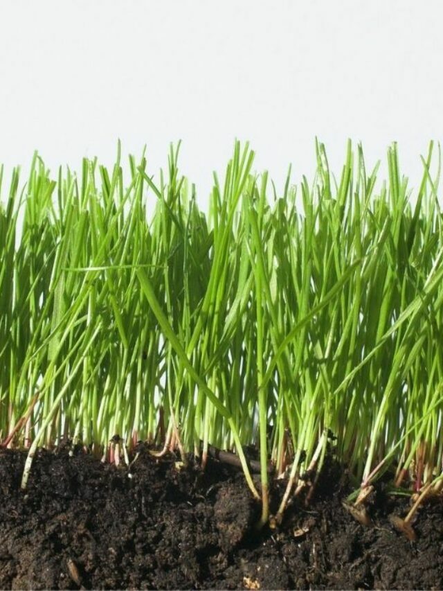 Facts About Grass Seeds You Need To Know