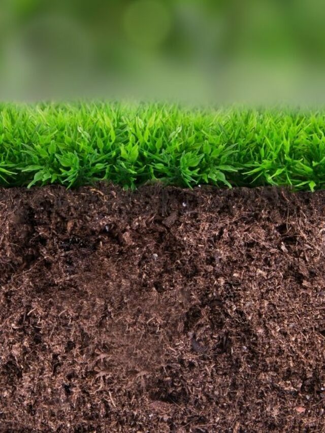 Successfully Grow Grass On Sandy Soil
