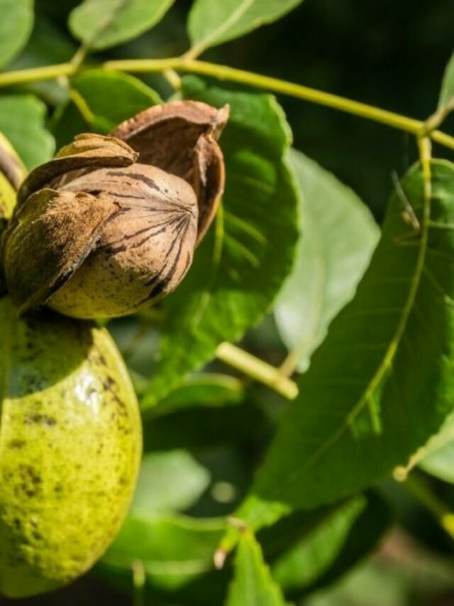 Want High Quality Pecans? Choose The Right Soil For Pecan Trees