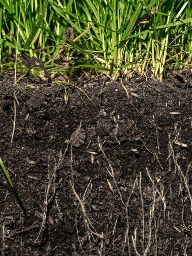 Best Grass To Grow In South Carolina’s Sandy Soil