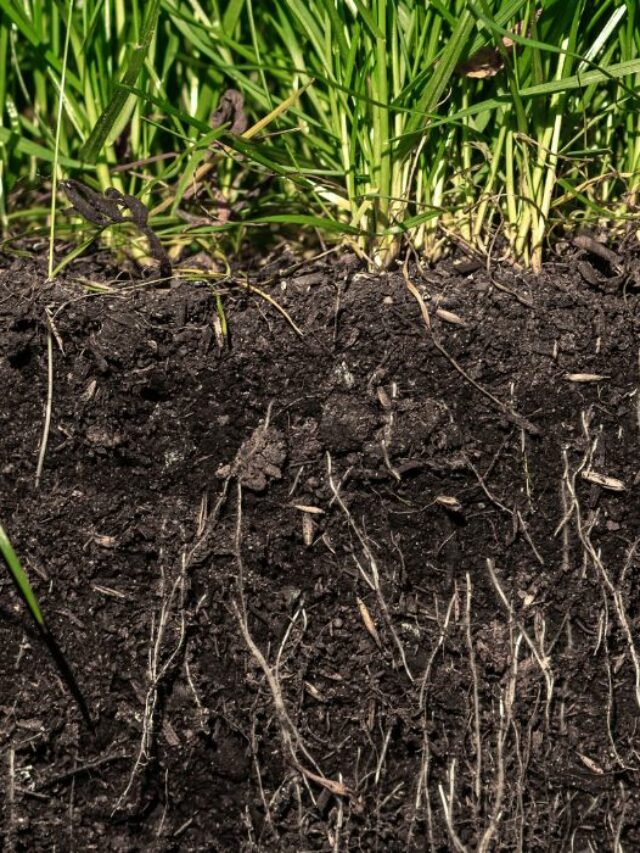 Best Grass To Grow In South Carolina's Sandy Soil