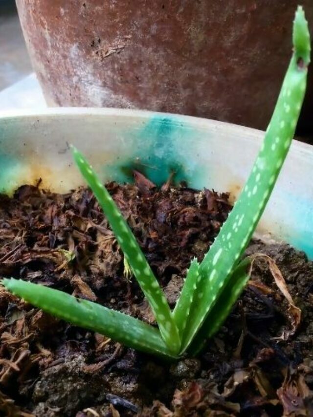 Best Potting Soil for Indoor Aloe Vera Plants