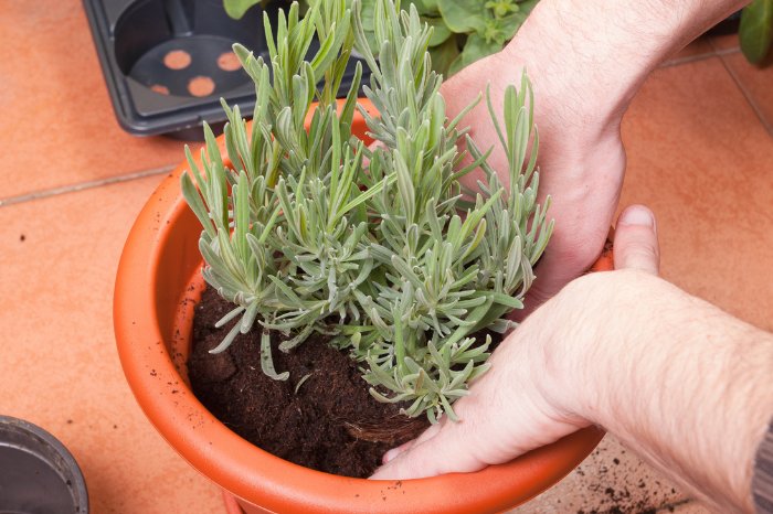 A Note On The Best Pots For Lavender
