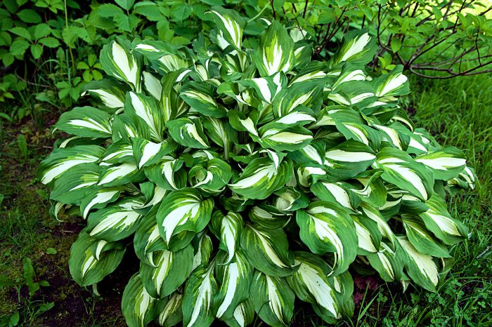 All About Hostas