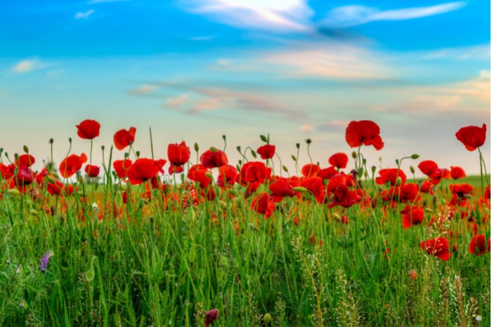 All About Poppies