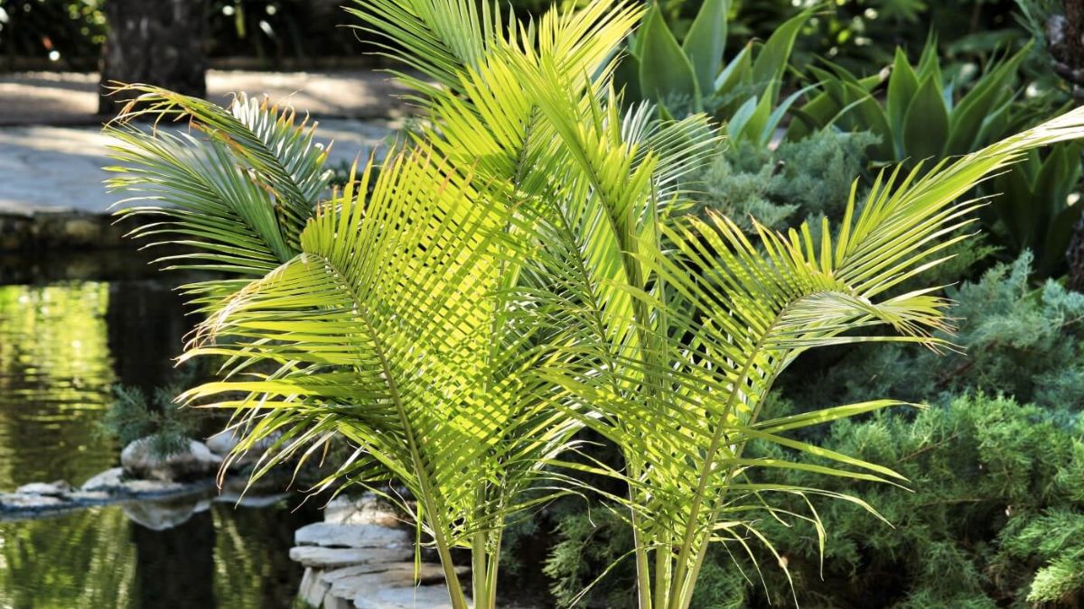 Best Soil For A Majesty Palm