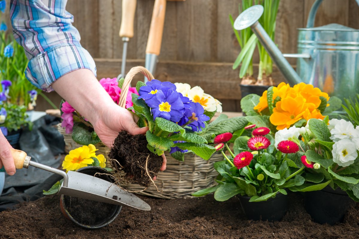 Best Soil For Annuals