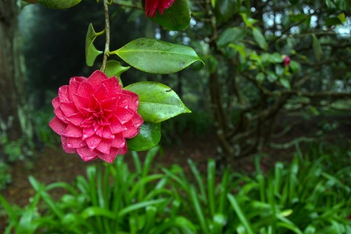 Best Soil For Camellias - Tips