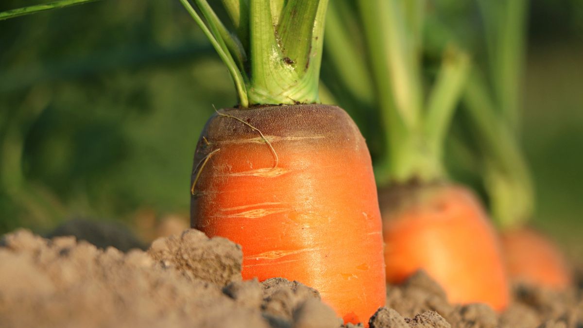 Best Soil For Carrots In Containers