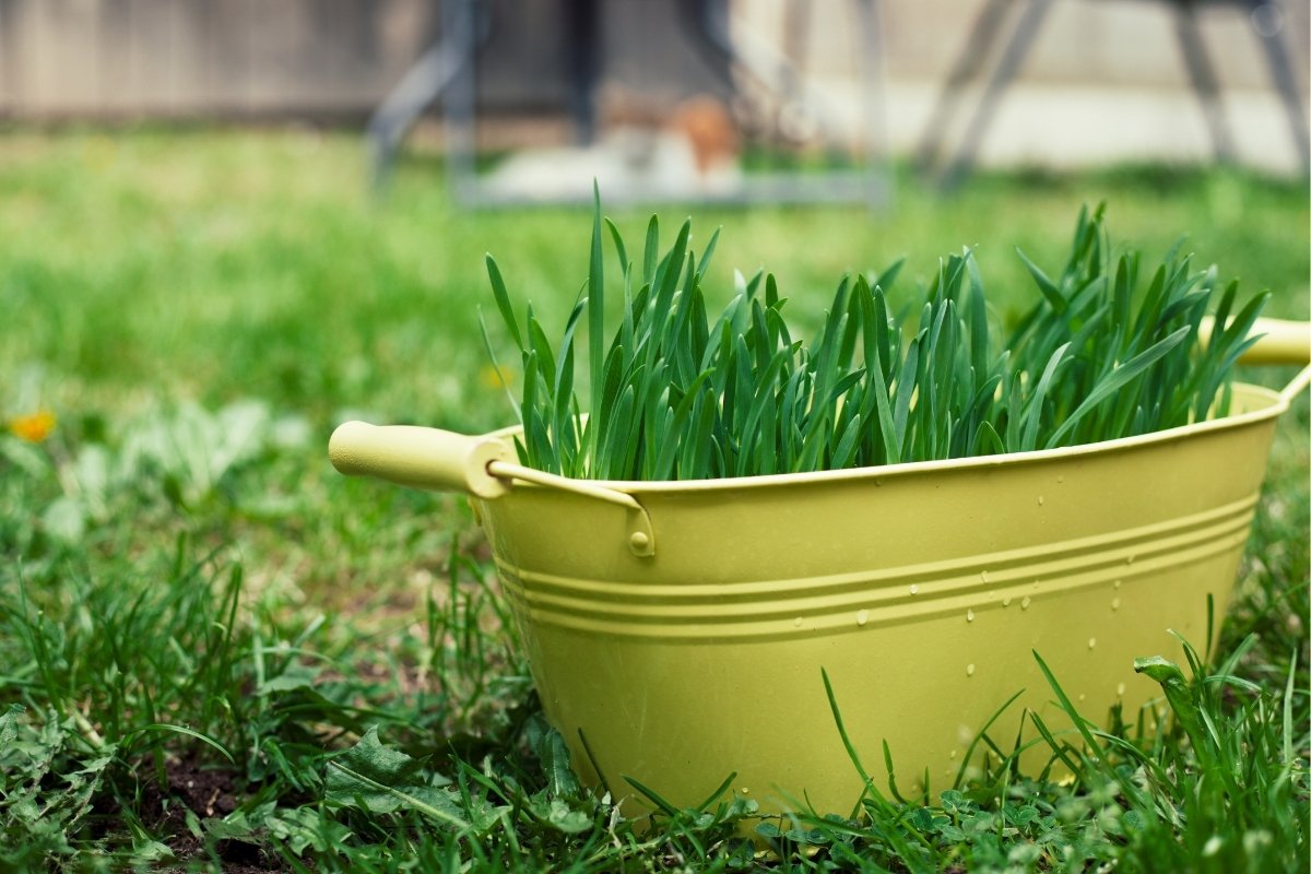 Best Soil For Cat Grass