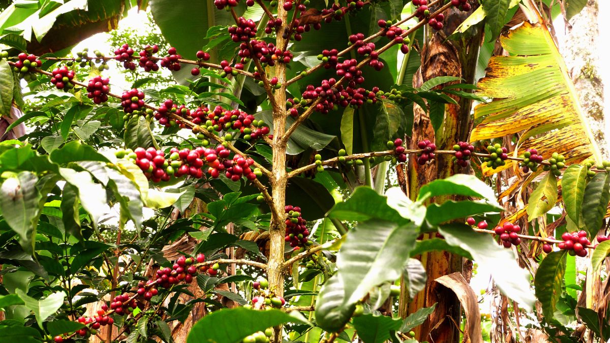 Best Soil For Coffee Plants