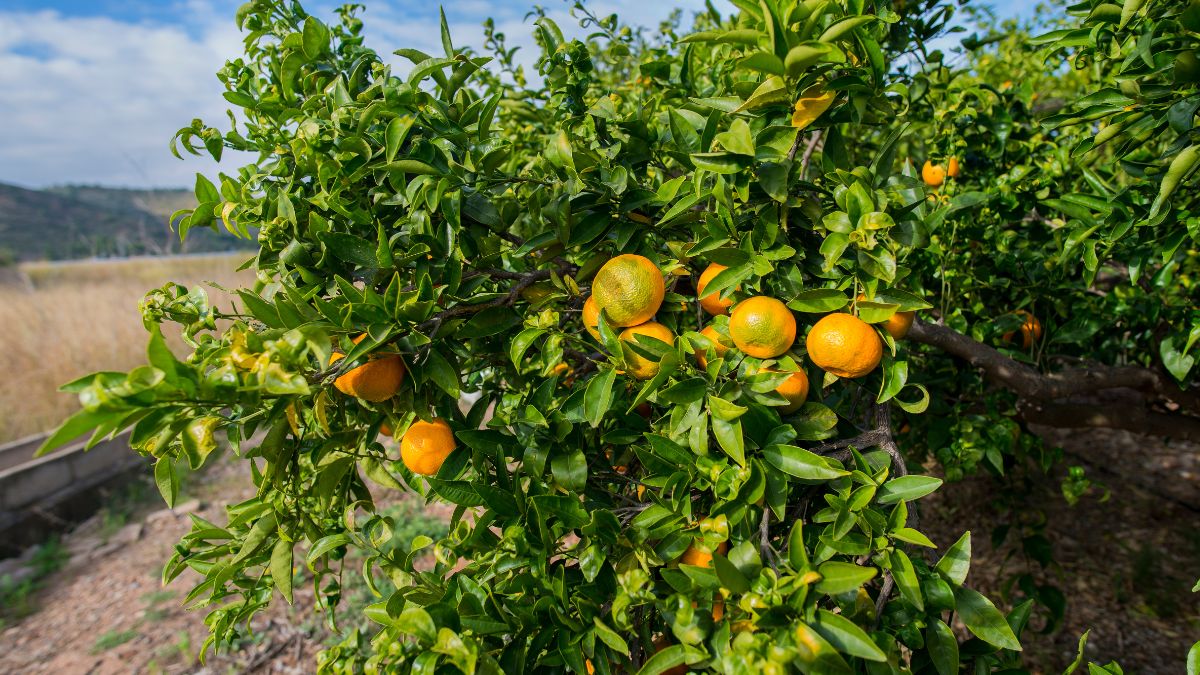 Best Soil For Orange Trees