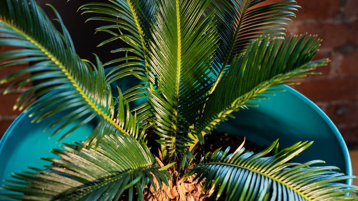 Best Soil For Sago Palms
