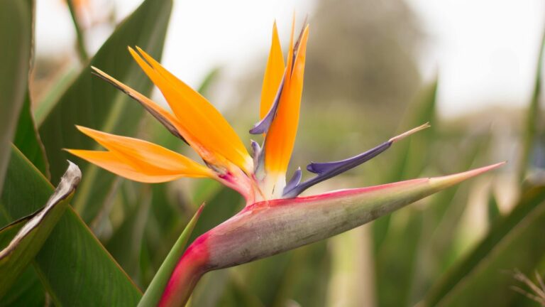 The Best Soil Mix For Bird Of Paradise Plants - Days in Garden