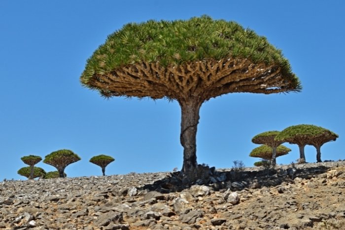 Dragon Tree Soil Type
