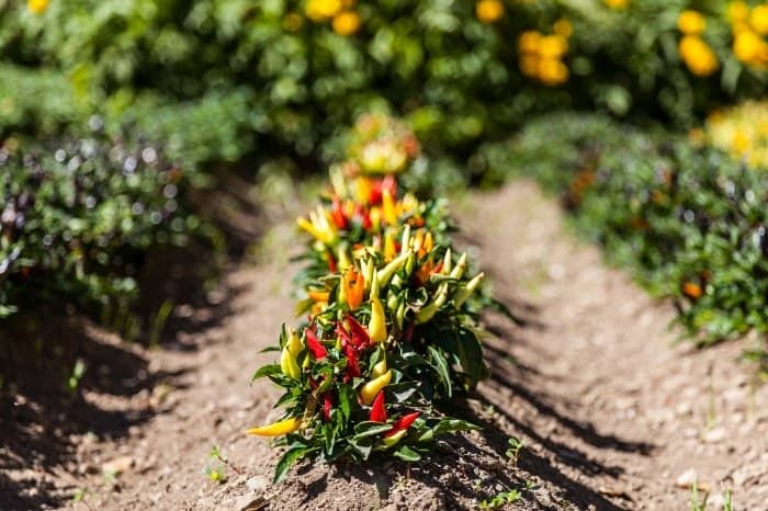 Hot Pepper Soil Mix