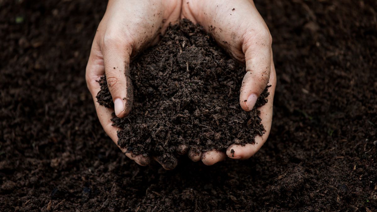 How To Make Humus Soil