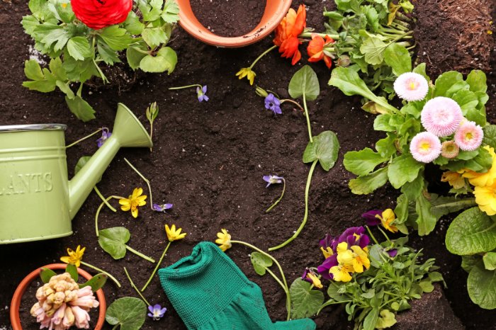 How To Plant Annuals