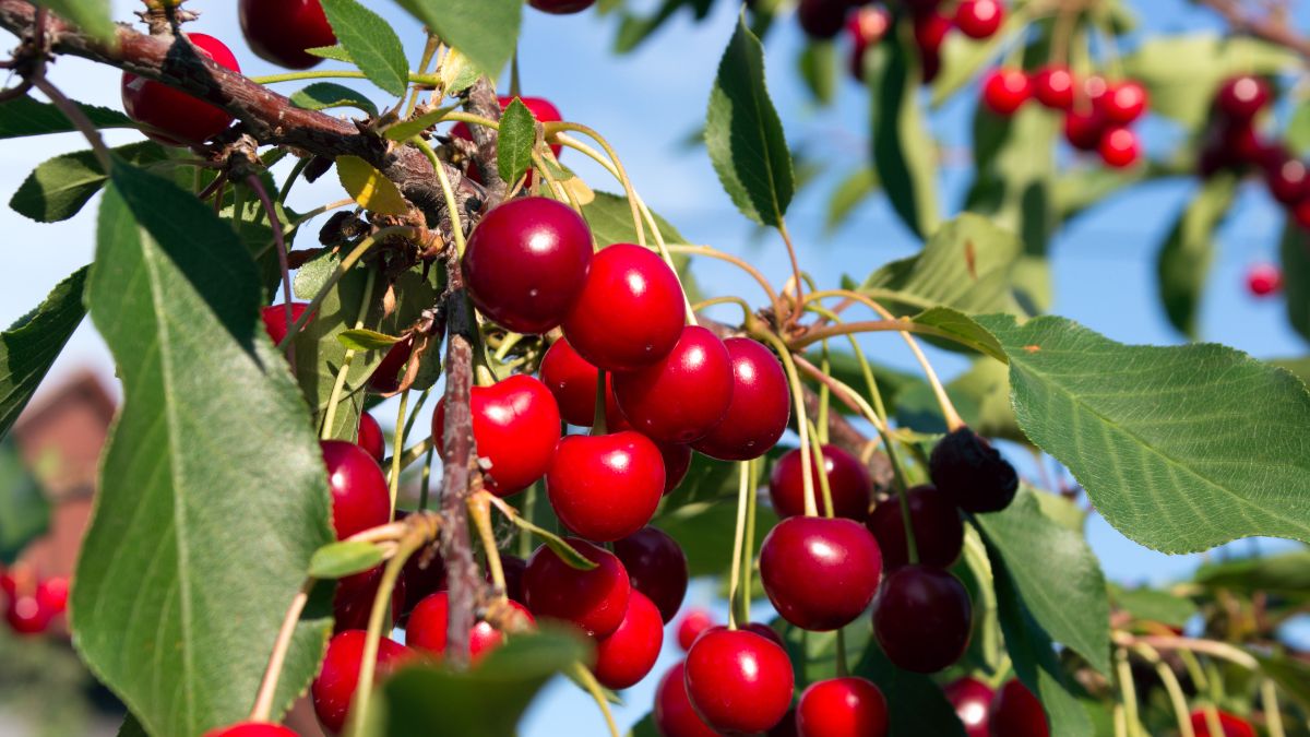 The Best Soil For Cherry Trees