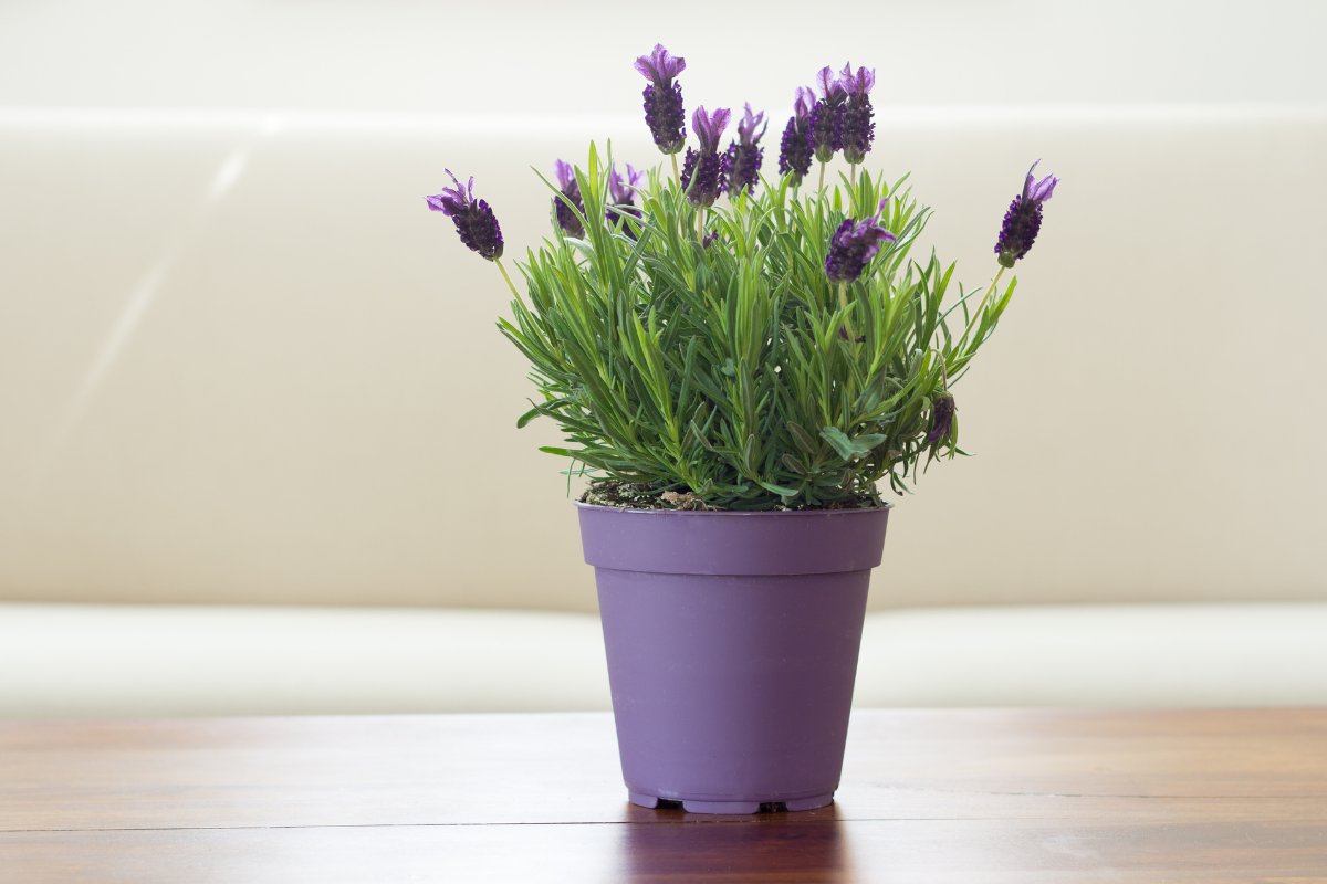 The best soil for lavender in pots - How to prepare your own!