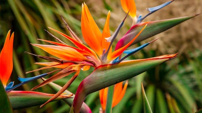  best fertilizer for bird of paradise plants