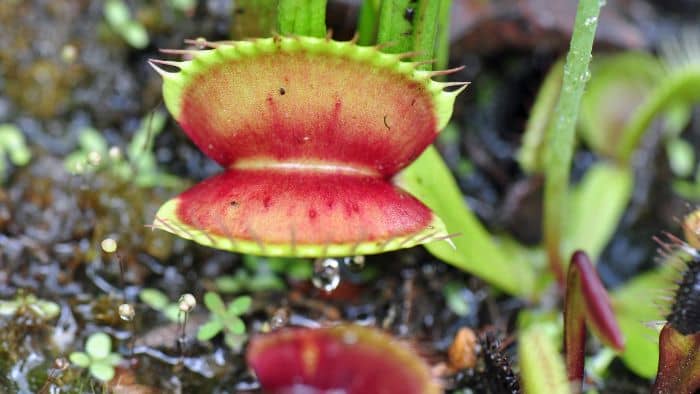  best pots for carnivorous plants