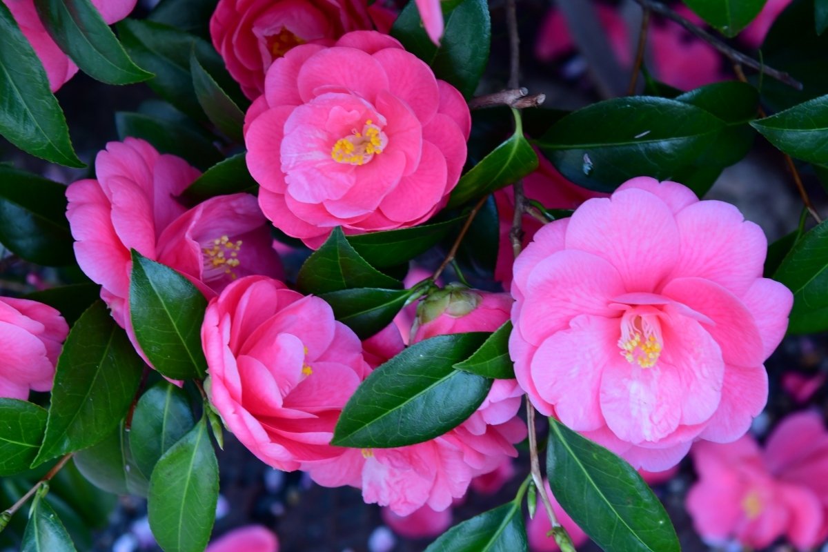 Best Soil For Camellias