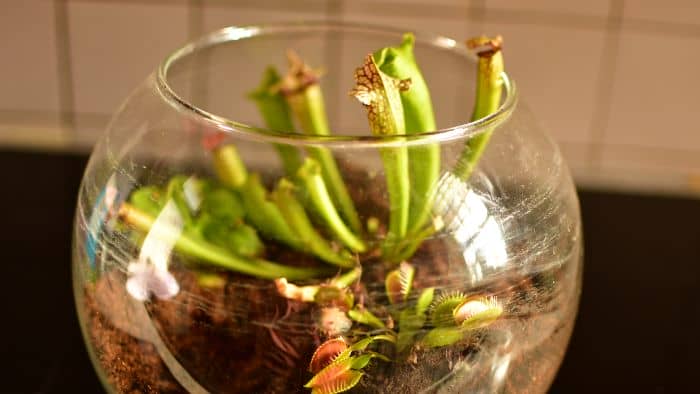  best soil for carnivorous plants