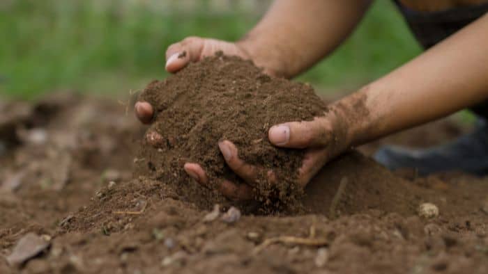  best soil for carrots in raised beds