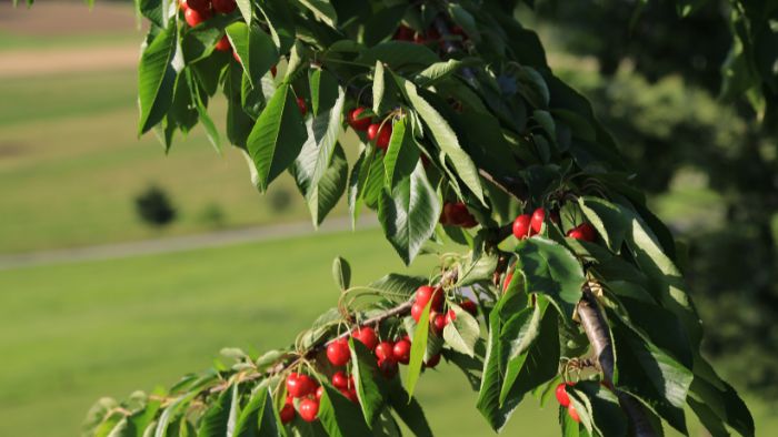  best soil for cherry trees
