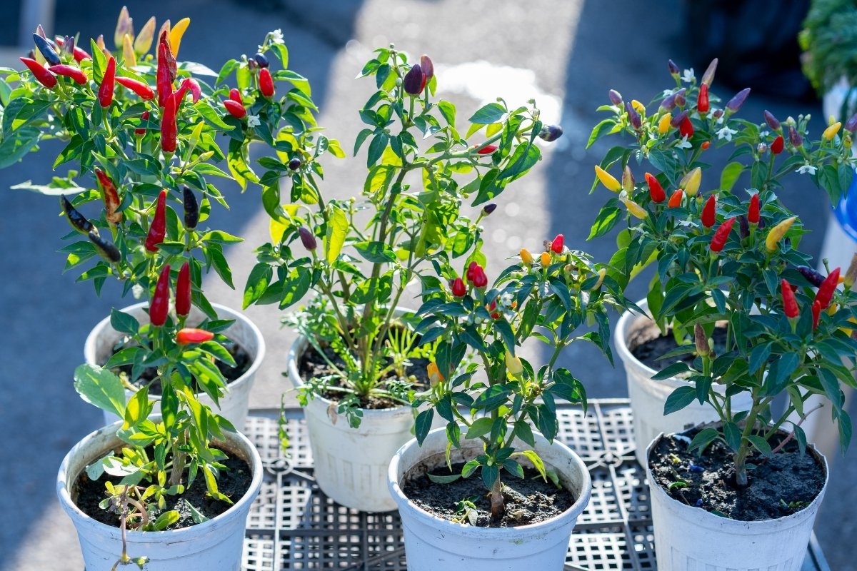 best soil for hot peppers in pots