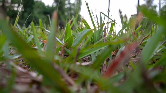  best soil for st augustine grass