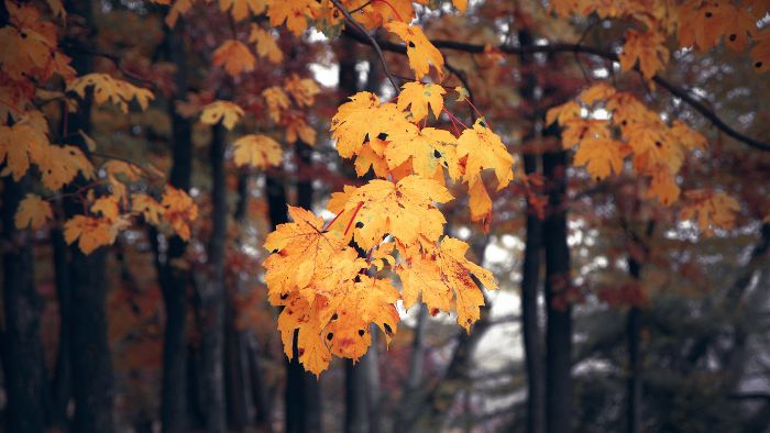  best time to plant a maple tree