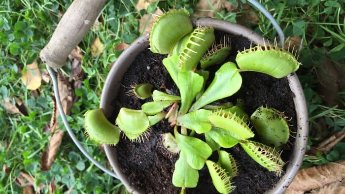  carnivorous plant soil mix