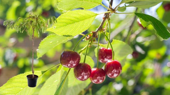  cherry tree growing conditions