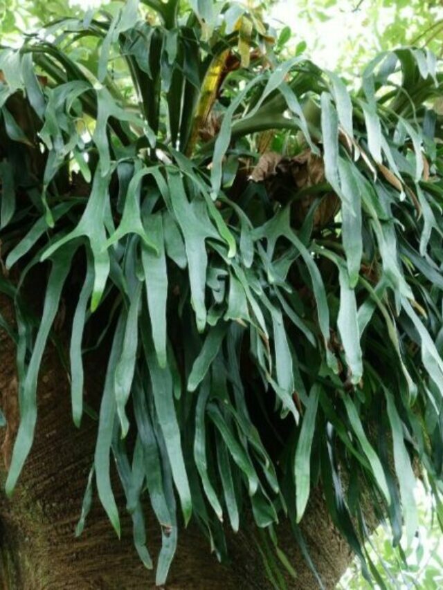 Expert’s Guide To The Best Soil For Magnificent Staghorn Fern