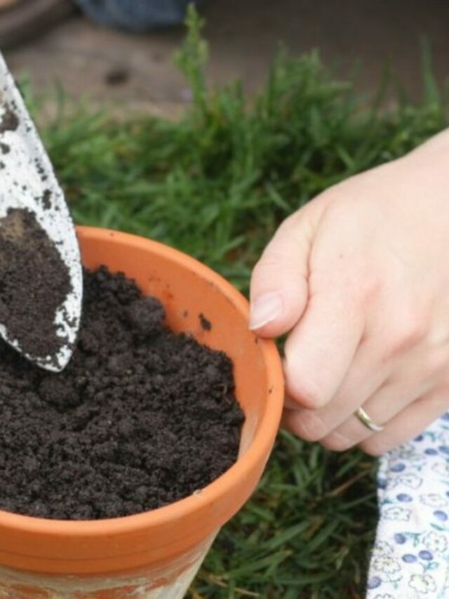 Make Nutrient Packed Potting Soil At Home In India