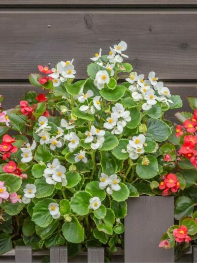 Look Into Making The Best Potting Soil For Begonias