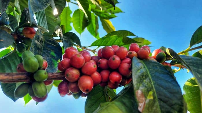  growing coffee plants