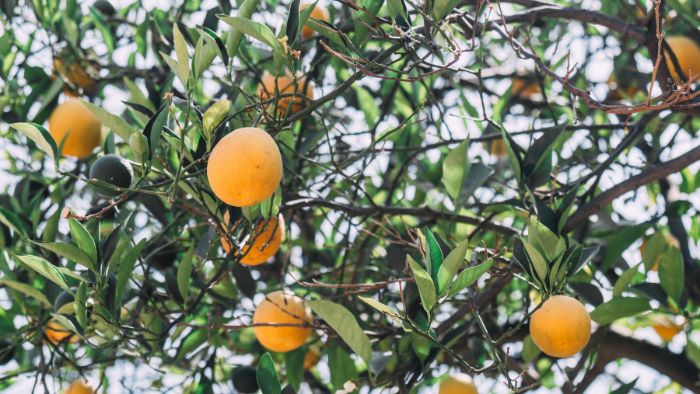  how fast do orange trees grow