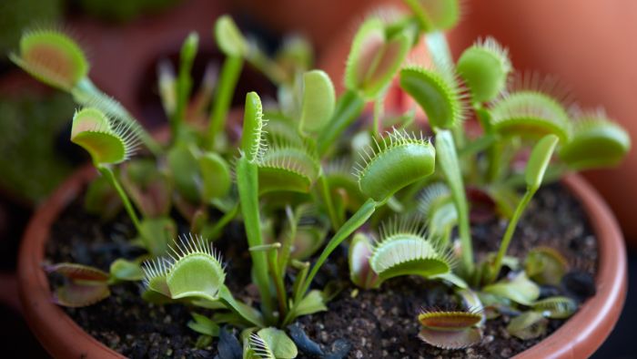  how to care for carnivorous plants
