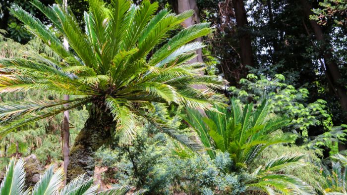  how to care for sago palm