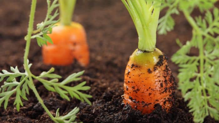  how to make sandy soil for carrots