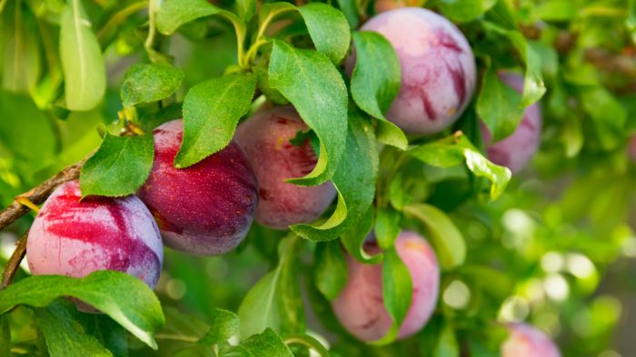  how to plant plum trees