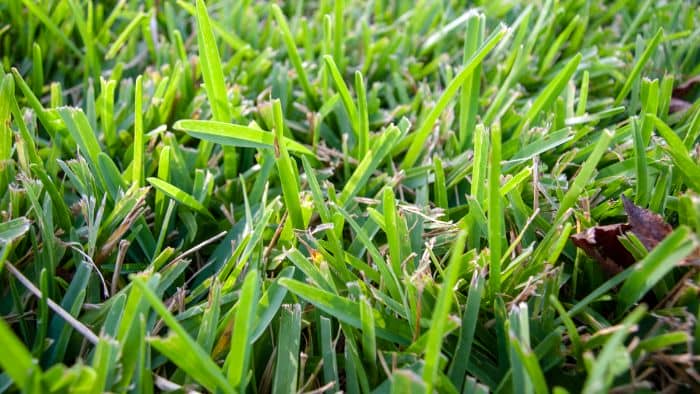  how to plant st Augustine grass