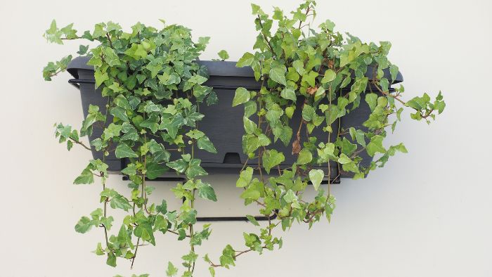  how to repot ivy